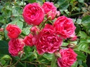 Princesse Josephine Charlotte (Pot 4L)