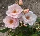 Tineke Van Heule (Pot 4L)