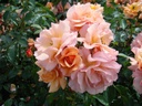 Aprikola ® (Pot 4L)