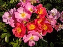 Beauregard ® (Pot 4L)