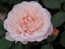Irene Watts (Pot 4L)