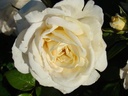 Lions-Rose ® (Pot 4L)