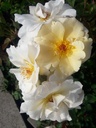 Stéphanie d'Ursel ® (Pot 4L)