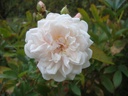 Yvonne Rabier (Pot 4L)