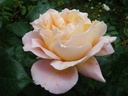 Alpine Sunset ® (Pot 4L)