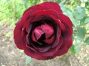 Epoca (Pot 4L)