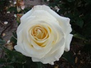 Frederic Chopin (Pot 4L)
