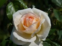 Hélène de Gerlache ® (Pot 4L)