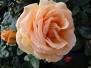 Indian Summer (Pot 4L)