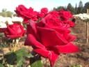 Ingrid Bergman ® (Pot 4L)