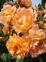 Autumn Sunset (Pot 4L)