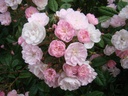 Dentelle de Malines (Pot 1.3L)