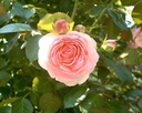 Pierre de Ronsard ® (Pot 4L)