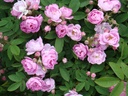 Pink Robin (Pot 4L)