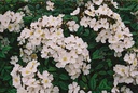 Pleine de Grace (Pot 4L)
