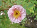 Belgian Lace (Pot 4L)