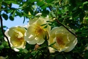 R. pimpinellifolia 'Frühlingsgold' (Pot 5L)