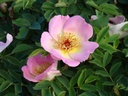 R. pimpinellifolia 'Frühlingsmorgen' (Pot 5L)