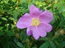 R. virginiana (Pot 5L)