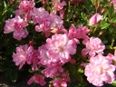 Claire Jolly ® (Pot 1.3L)