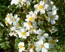Snow Star ® (Pot 1.3L)