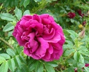 Roseraie de l'Haÿ (Pot 1.3L)