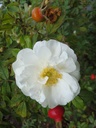 Schneezwerg (Pot 4L)