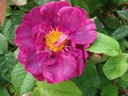 Alain Blanchard (Pot 4L)