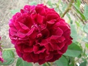 Alfred Colomb (Pot 4L)