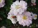 Amelia (Pot 4L)
