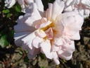 Arethusa (Pot 4L)