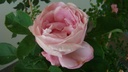 Baroness Rothschild (Pot 4L)