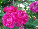 Baron Girod de L'Ain (Pot 4L)