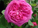 Baronne Prevost (Pot 4L)