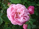 Belle Amour (Pot 4L)