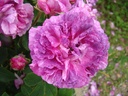 Belle de Crécy (Pot 4L)