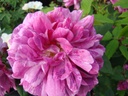 Belle Doria (Pot 4L)