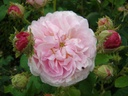 Belle Isis (Pot 4L)