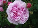 Belle Sans Flatterie (Pot 4L)