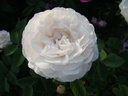 Blanchefleur (Pot 4L)