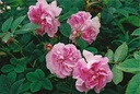 Blush Damask (Pot 4L)