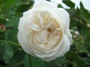Boule de Neige (Pot 4L)