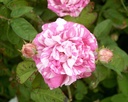 Camaïeux (Pot 4L)