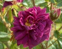 Captaine John Ingram (Pot 4L)