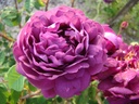 Cardinal de Richelieu (Pot 4L)
