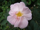 Celestial (Pot 4L)