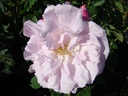 Celsiana (Pot 4L)