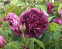 Charles de Mills (Pot 4L)