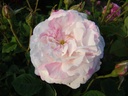 Château de Namur (Pot 4L)