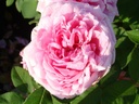 Comte de Chambord (Pot 4L)